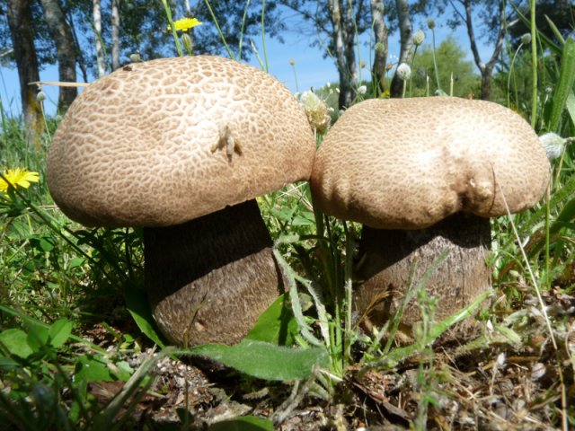 Leccinum duriusculum-7